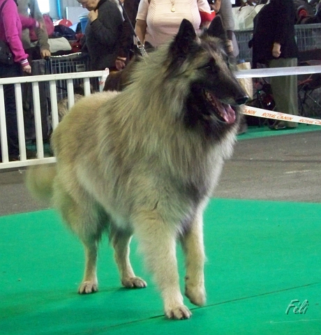 n°78 Banzai du parc jonageois 5290.jpg